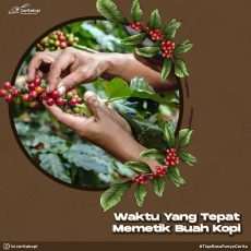 Waktu Yang Tepat Memetik Buah Kopi