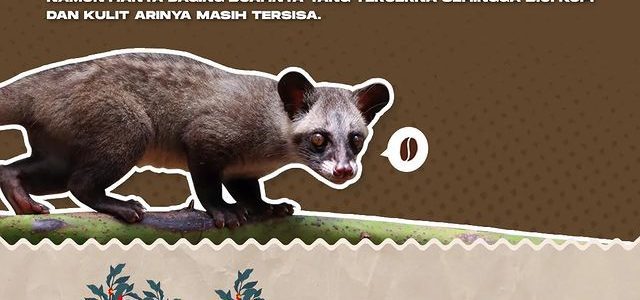 Sejarah Kopi Luwak